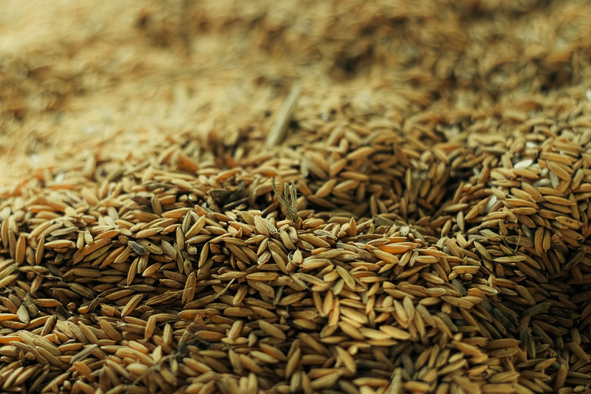 ترخیص مواد غذایی و محصولات کشاورزی
